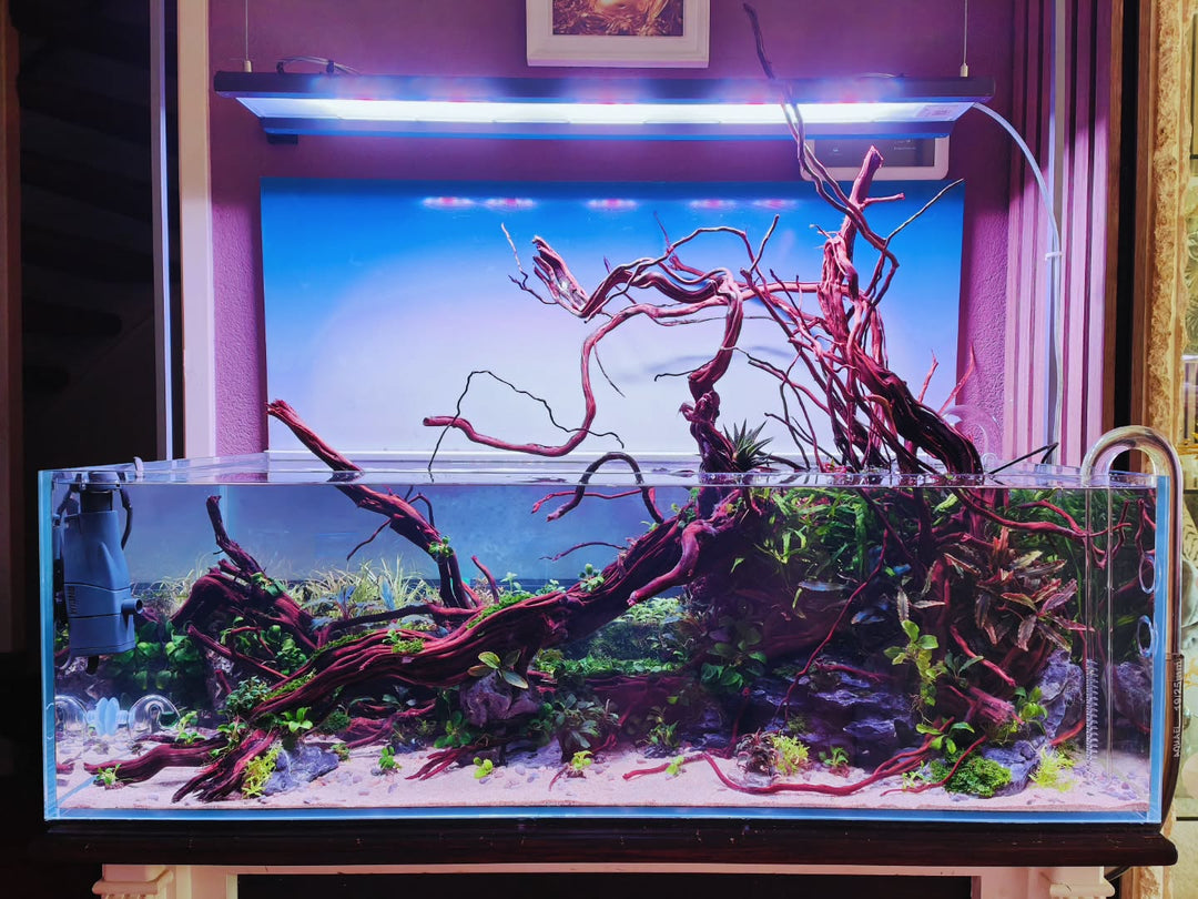 Instagram post by @aquascapebarendrecht
